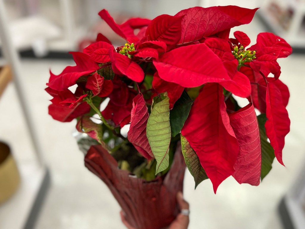 red poinsettia flower 