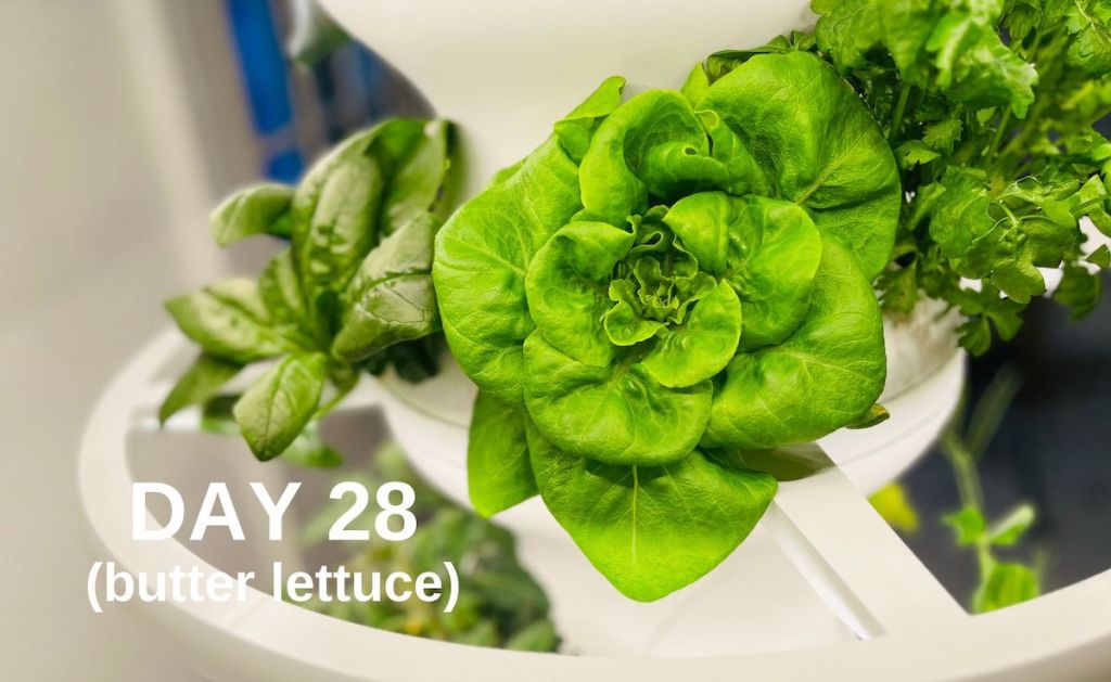 day 28 butter lettuce growing on lettuce grow farmstand