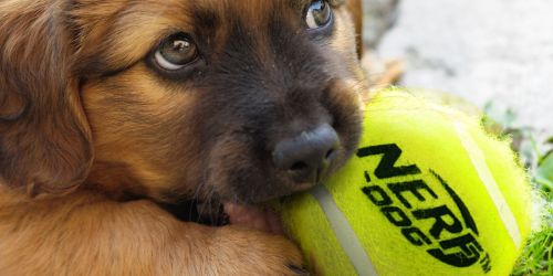 Nerf Dog Squeaker Tennis Balls 4-Pack Only $4.99 on Chewy.online (Regularly $12)