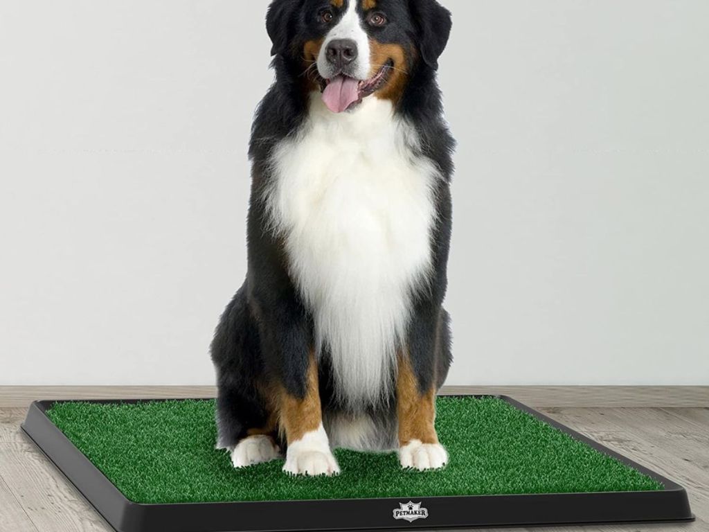 dog sitting on Petmaker 3-Layer Artificial Grass Puppy Pee Training Pad