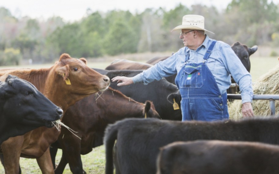 farmer with cows