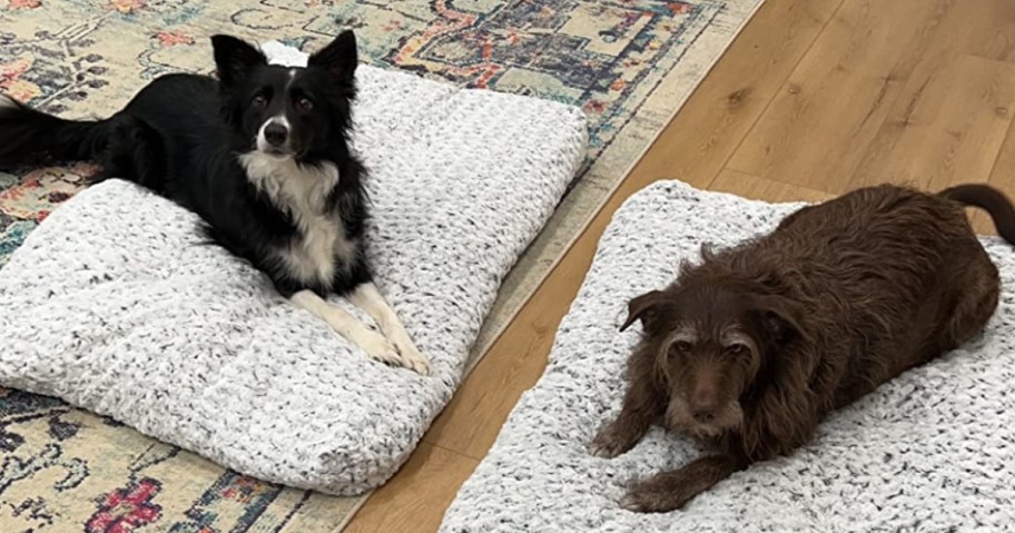 two dogs on gray beds