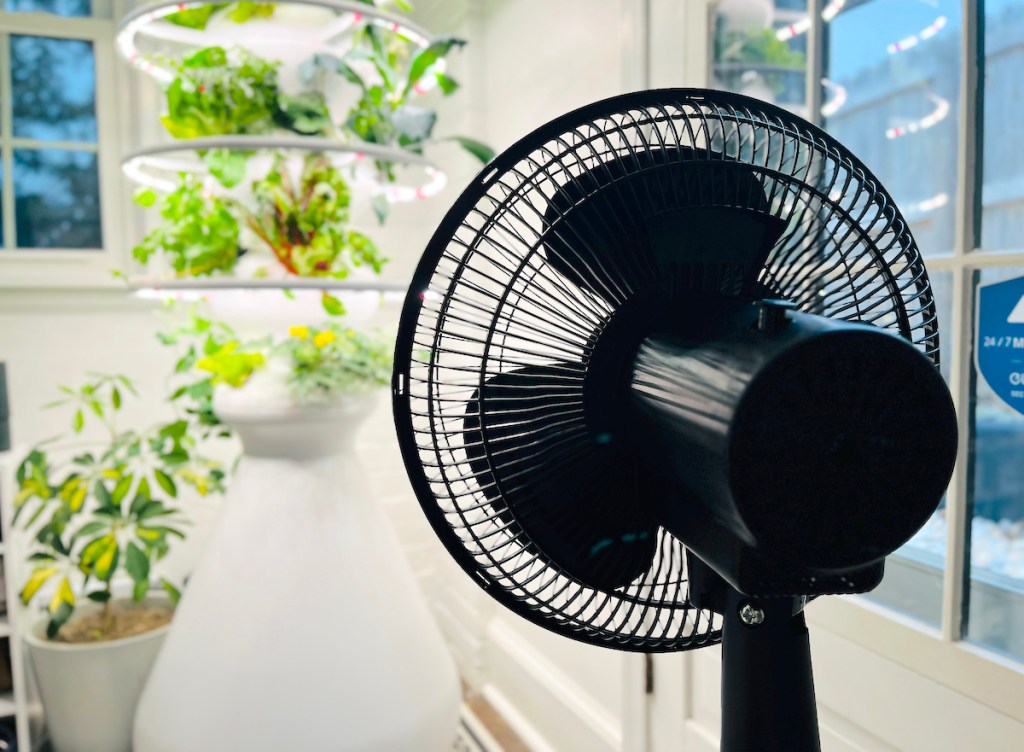 black fan sitting in front of lettuce grow hydroponic garden