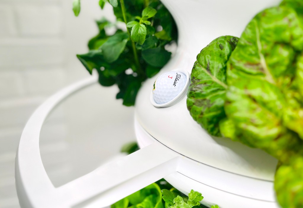 golf ball in lettuce grow hydroponic garden hole