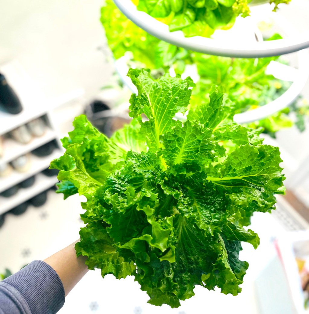 hand holding large head of leafy green lettuce