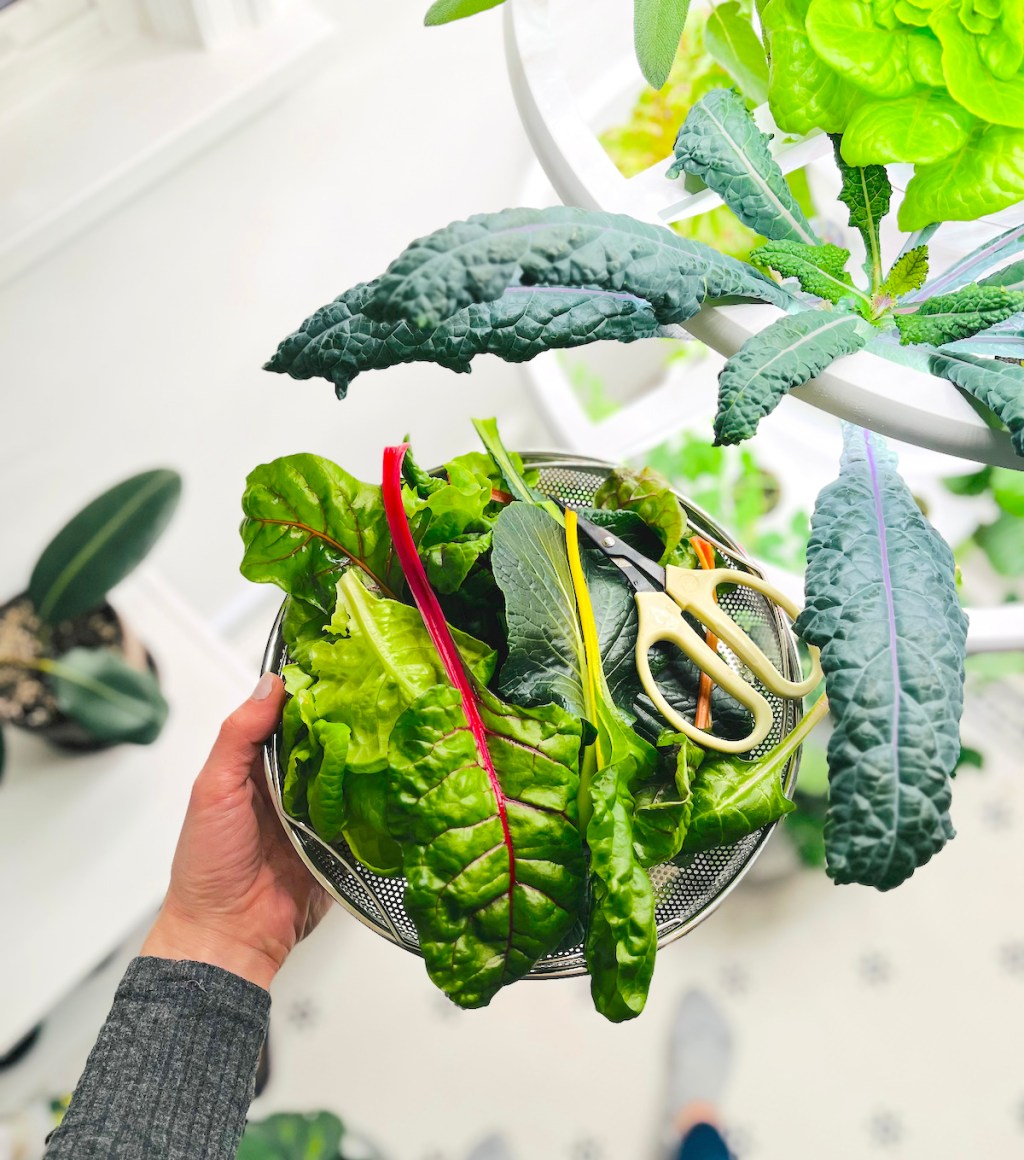 hand holding a plate full of leafy green lettuce