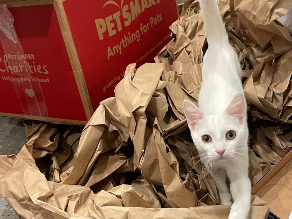 white cat walking across packing materials