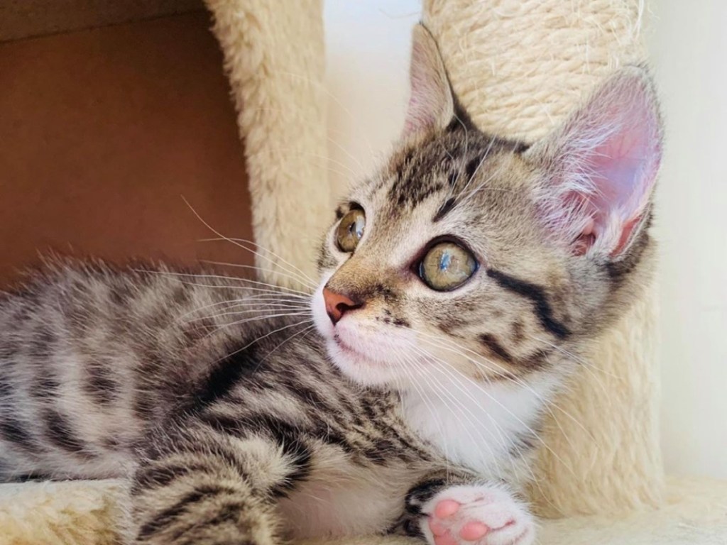 striped kitten 