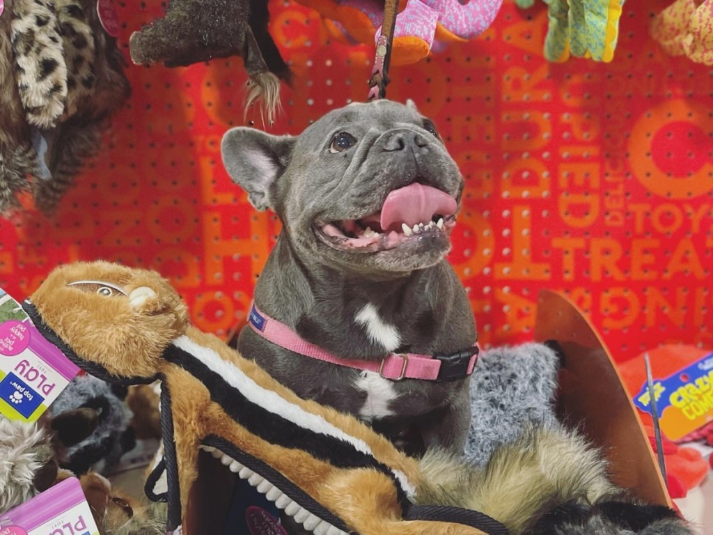 dog in toy bin at PetSmart