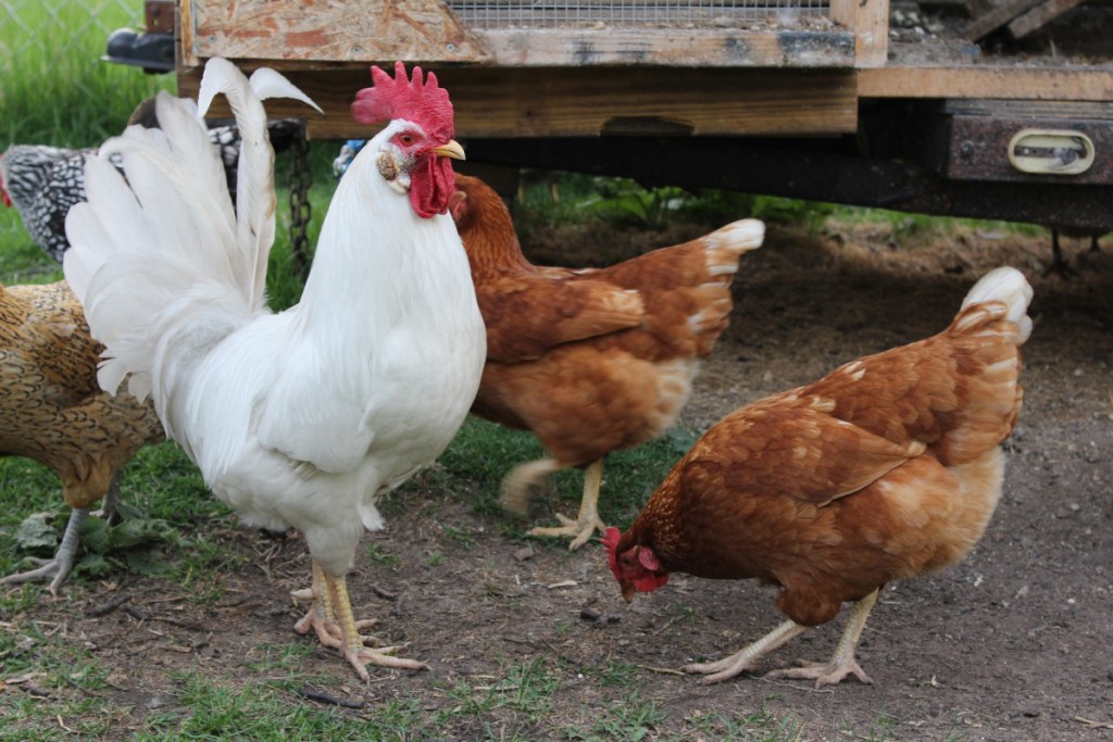 rooster with chickens and hens