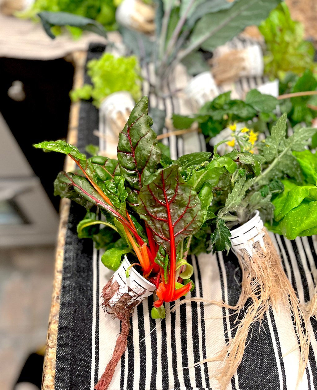 various plants on counter with roots hanging out