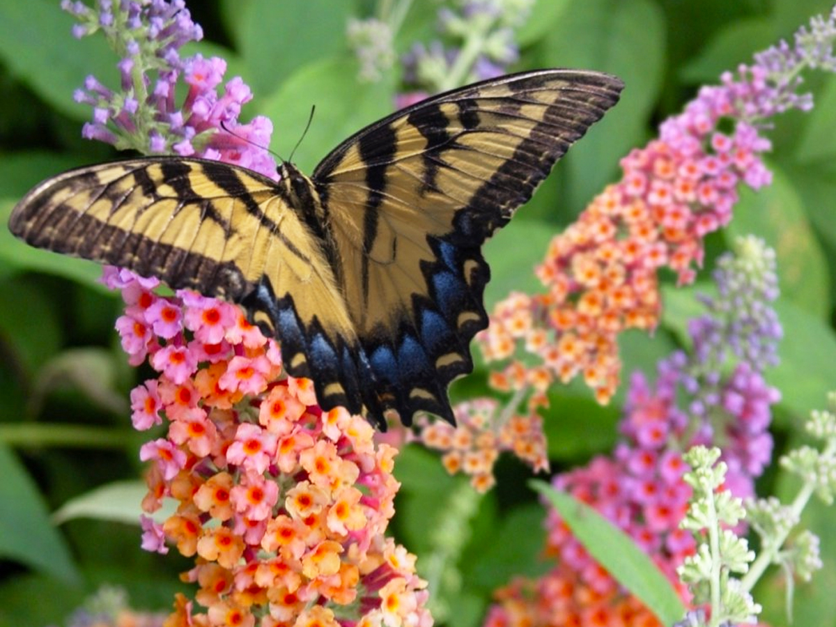 WOW! Butterfly Bush Live Plants 3-Pack from $21.98 Shipped (Includes 1 Year Warranty!)