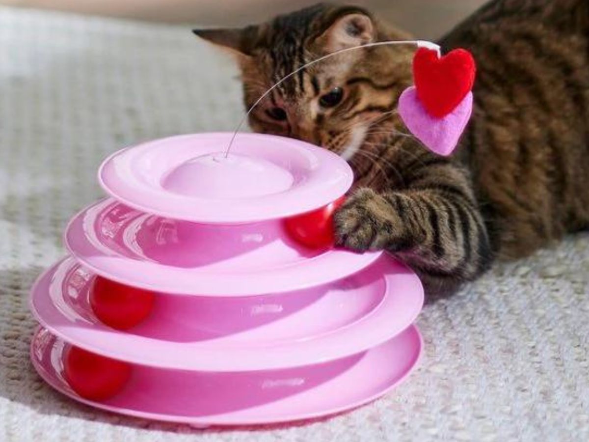 Adult cat swatting a ball in a round, tiered cat toy