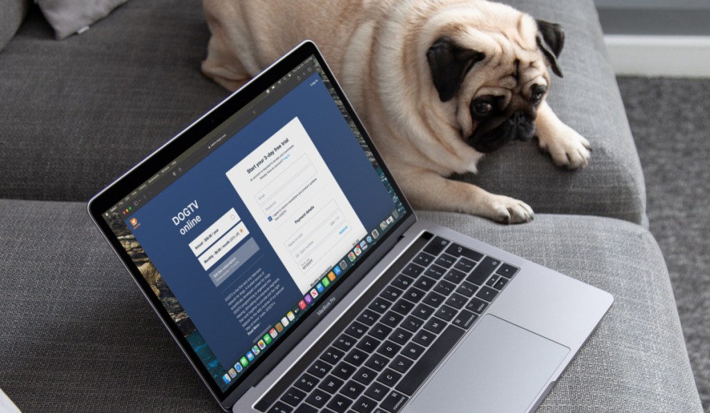 dogtv signup with pug