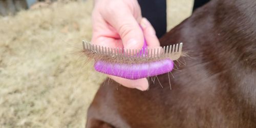 Pet Grooming Brush Only $7.99 on Amazon | Includes 3 Different Sized onlineb Attachments