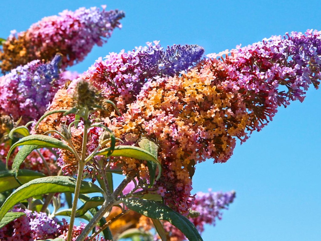 rainbow colored butterfly bush flowers