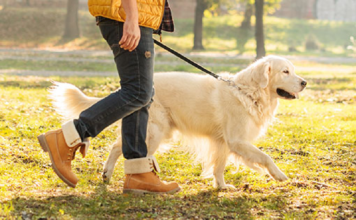 Pet owner walking their dog