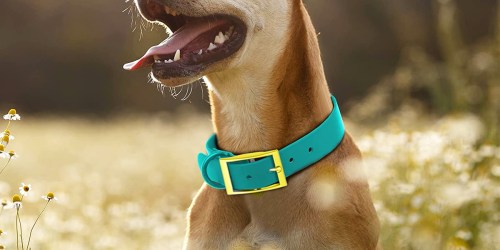 Pet Accessories from $2.54 (Reg. $10) on Kohls.online | Leashes, Beds & More