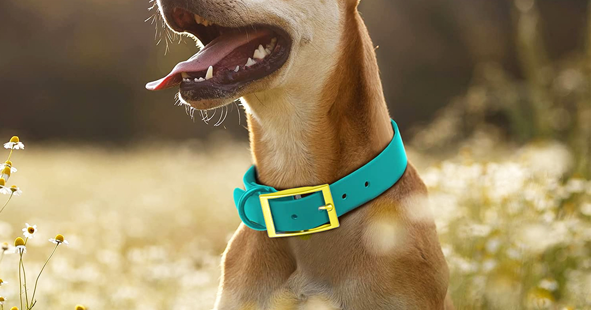 Pet Accessories from $3.74 (Regularly $10) on Kohls.online | Leashes, Collars + More | Hip2Save