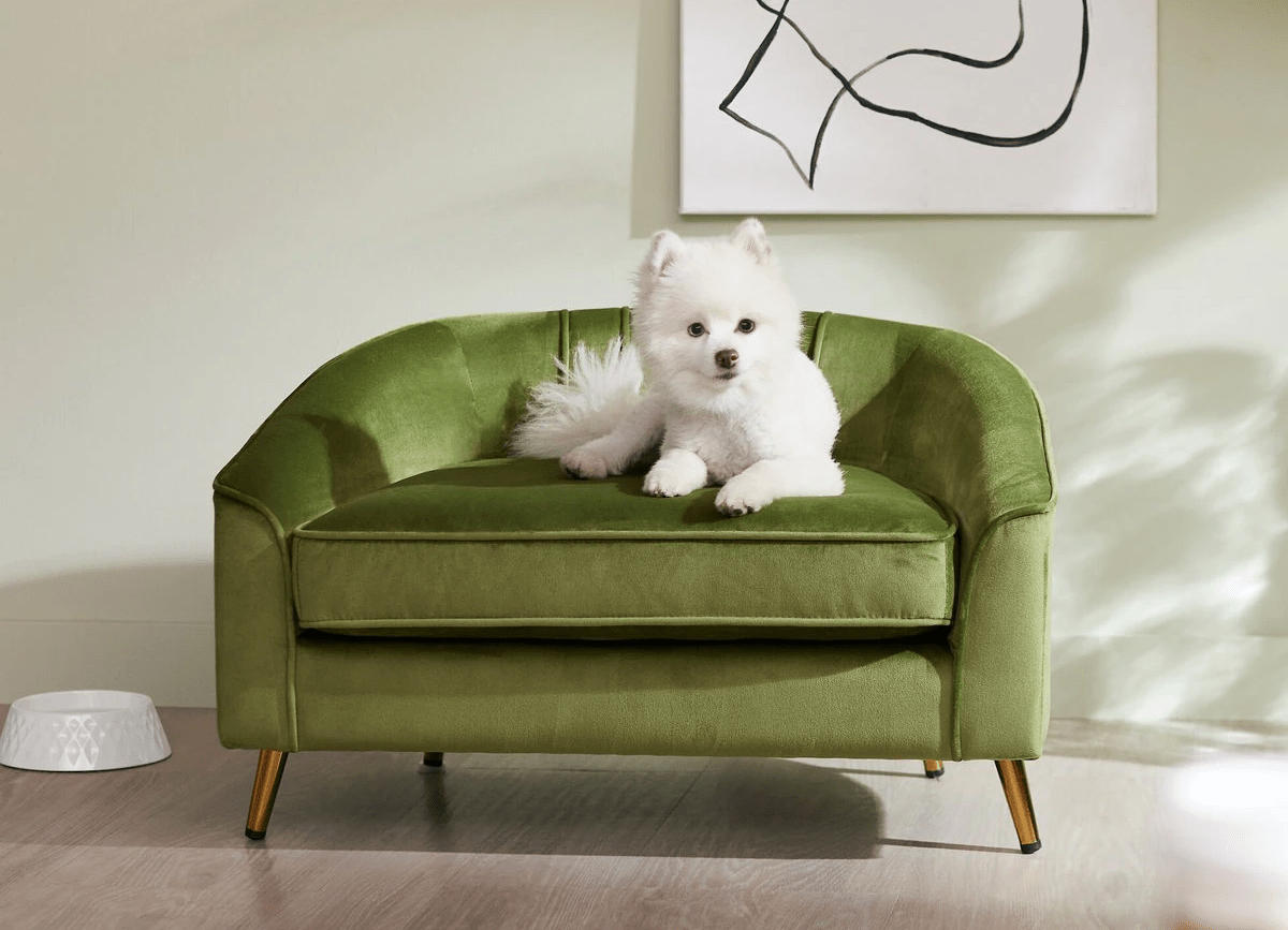 white dog sitting on the Frisco Elevated Dog Sofa which was Chewy.online's pick for the best dog couch