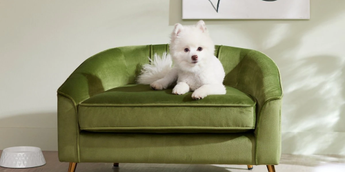 The Best Dog Couch of 2023 (Our Picks Start at $55)