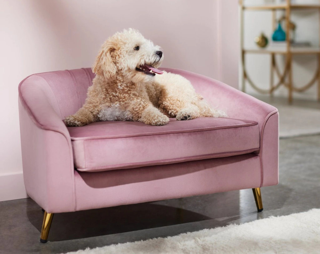 dog sitting on a pink Frisco Elevated Dog Sofa which was Chewy.online's pick for the best dog couch