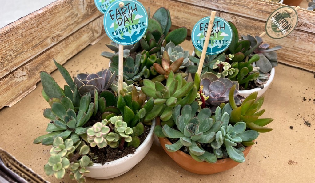 target earth day succulents in store