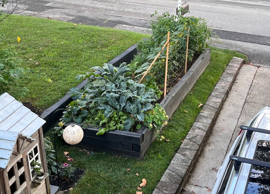 raised garden bed with plants