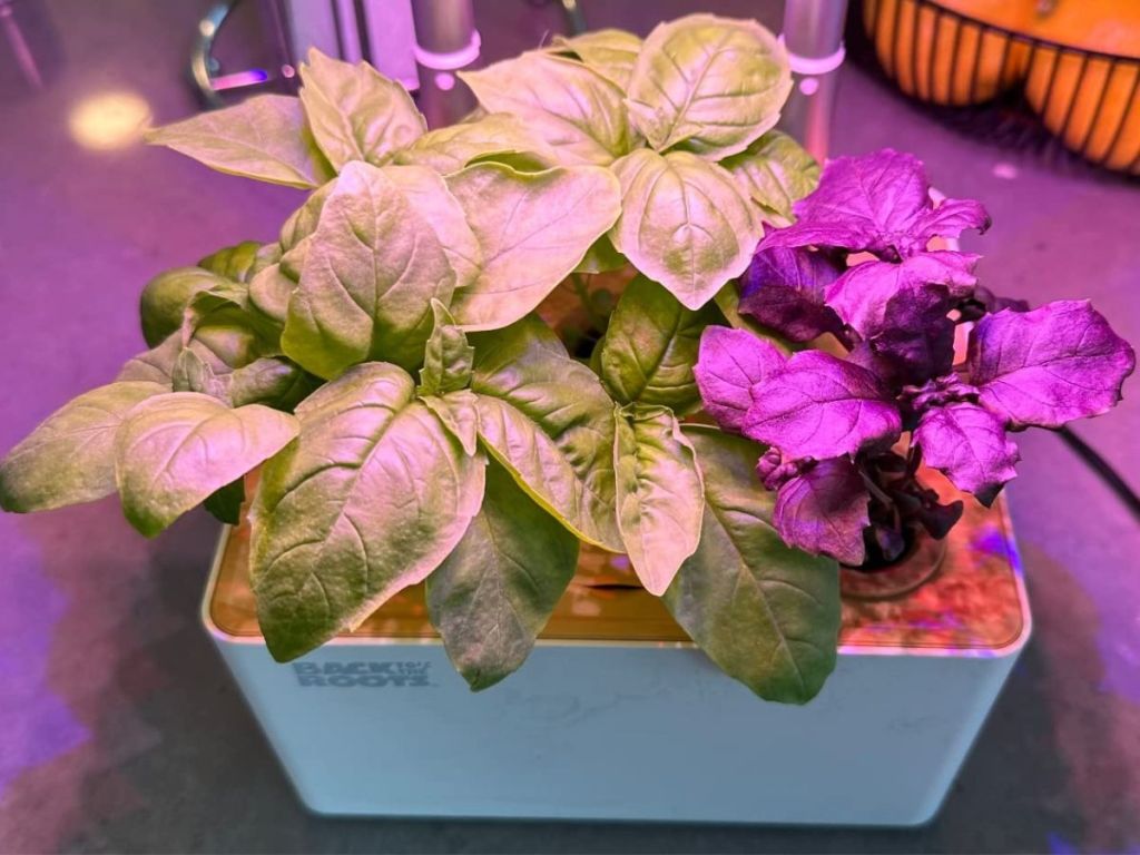 Hydroponics grow kit with greens