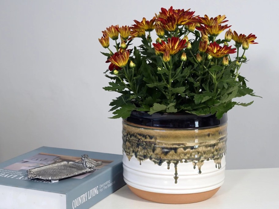 orange flowering plant in glazed planter