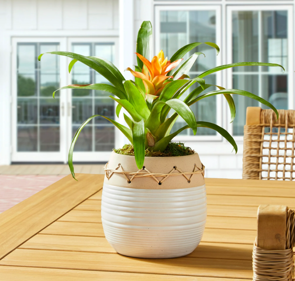 David and Jenny Marrs planter from Walmart displayed on an outdoor table