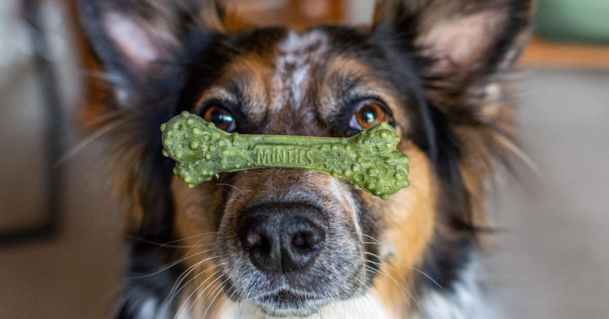 Dog with a minties treat on his snout