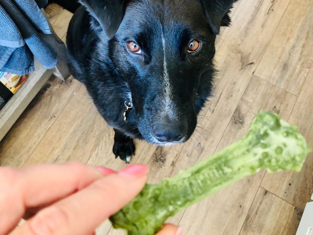 dog being handed a Minties dog treat