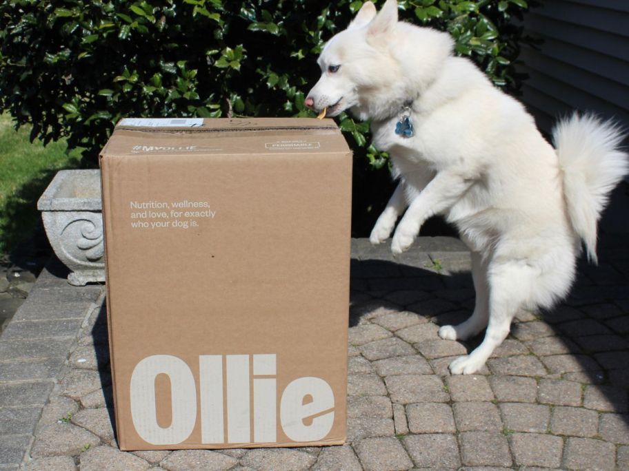 Dog jumping up and licking the top of an Ollie Fresh Dog Food delivery box