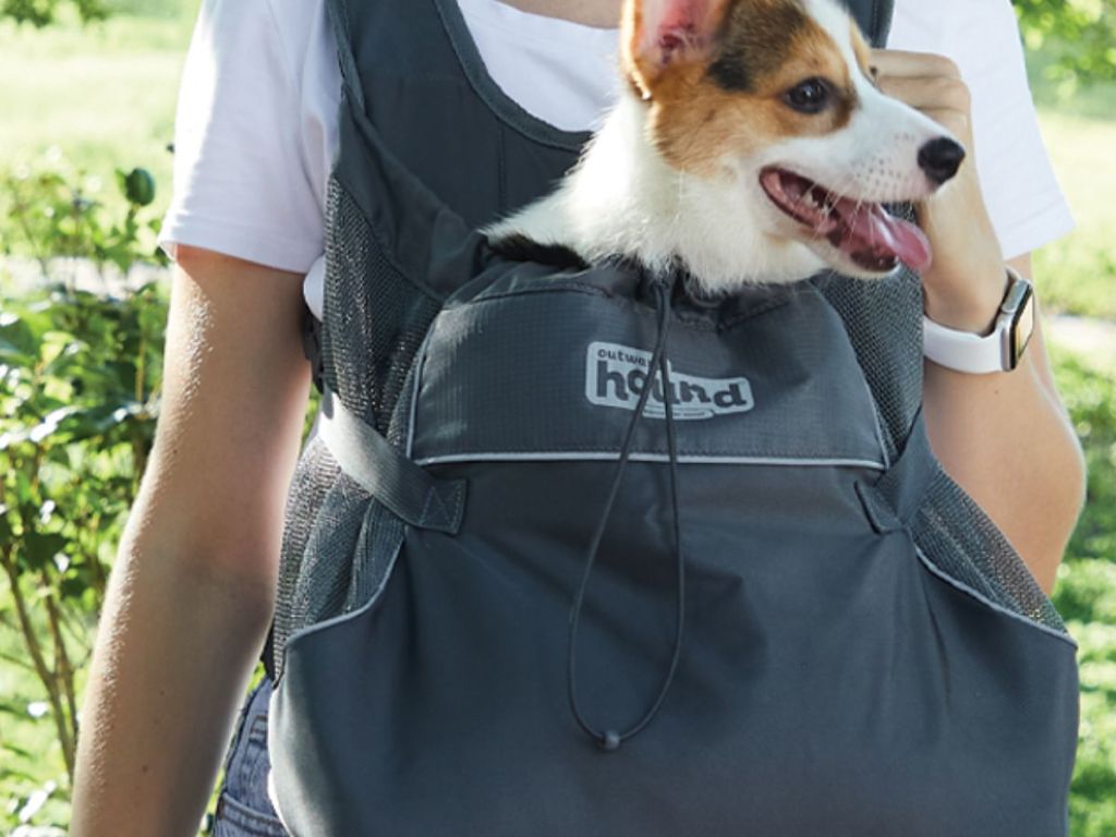 A small white and brown dog in a front-facing dog carrier