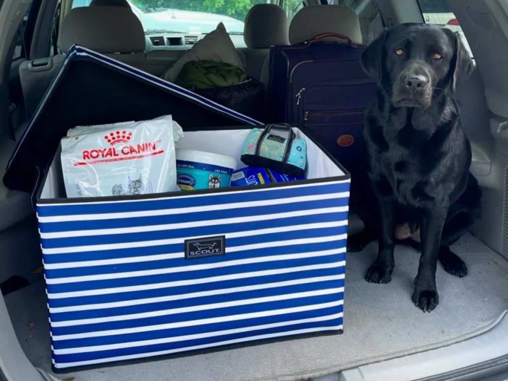 Scout Tote in car