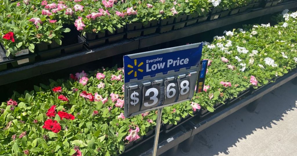 bedding plants with red, pink and white flowers