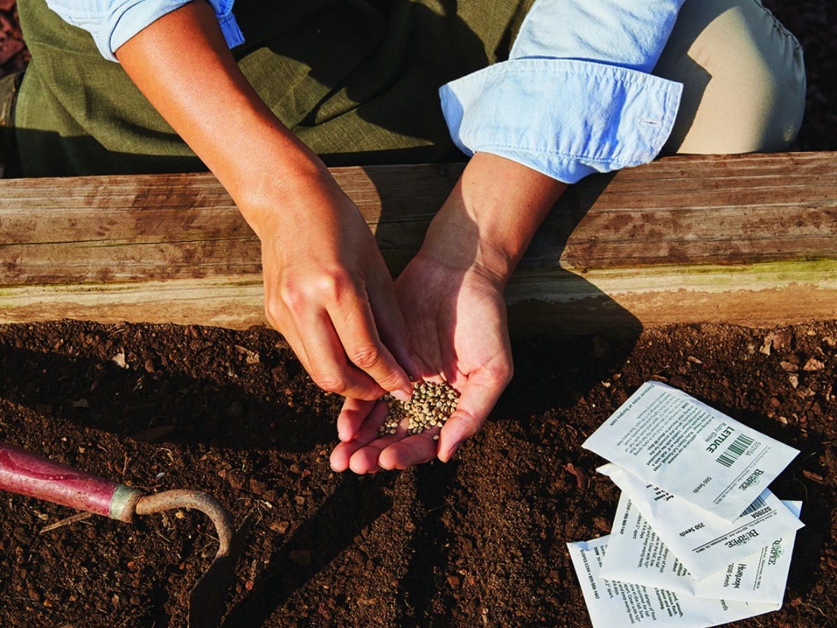 planting free garden seeds in a garden