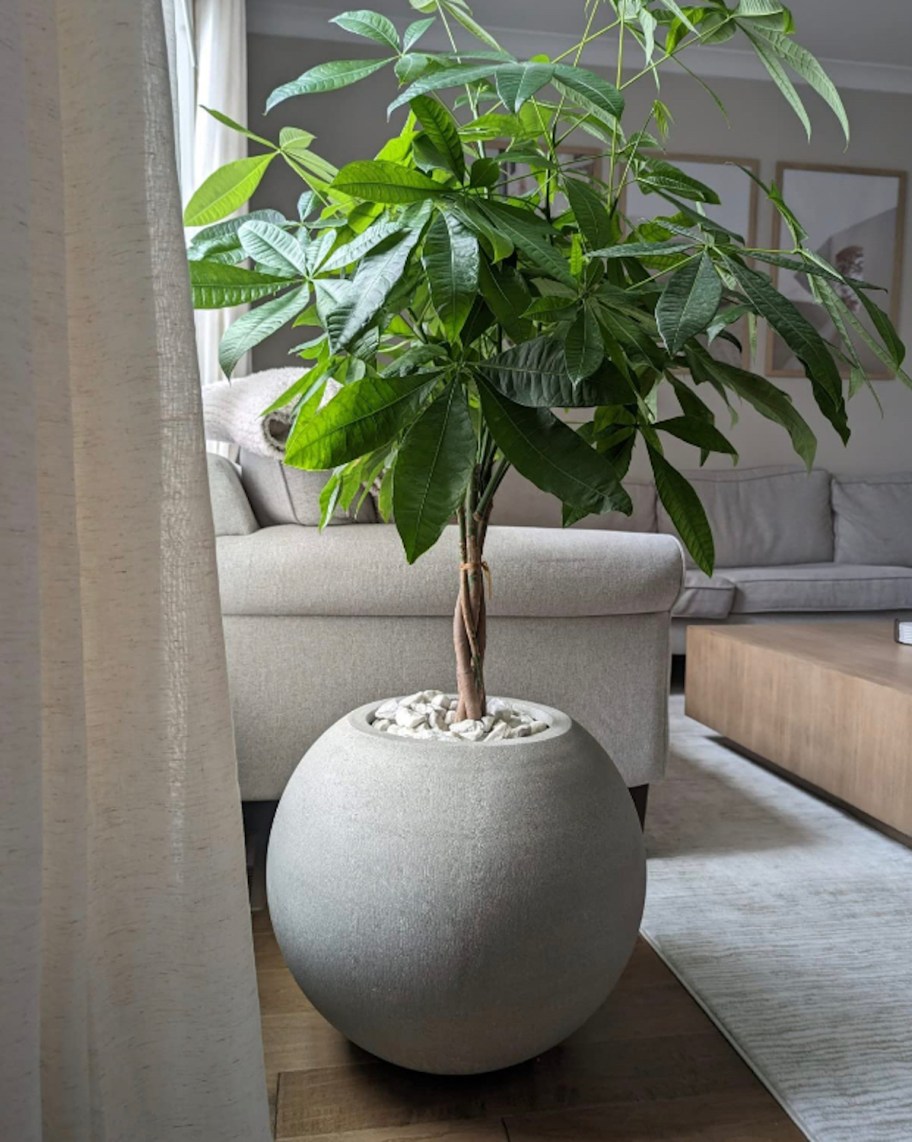 money tree in round planter