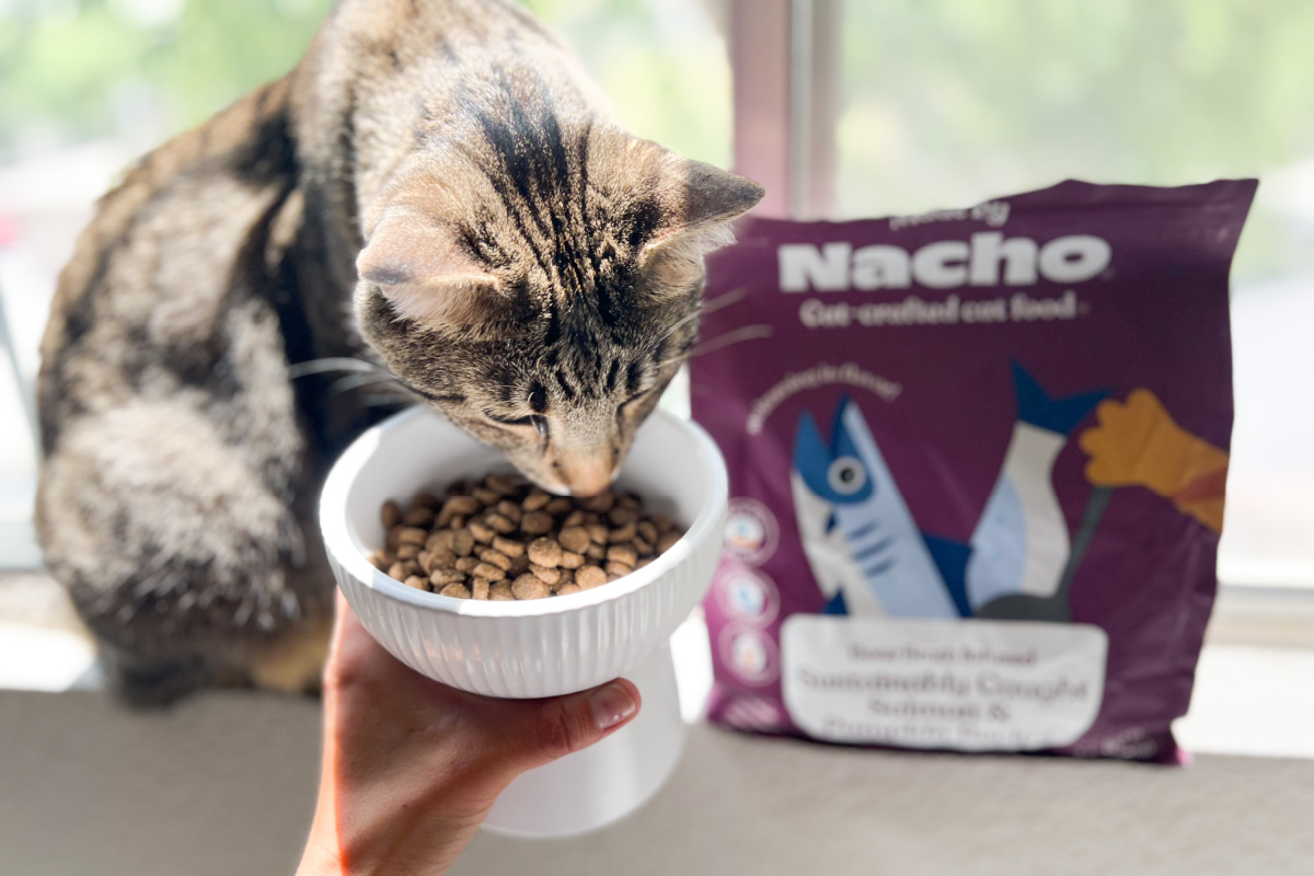 cat eating dry cat food from ceramic dish 