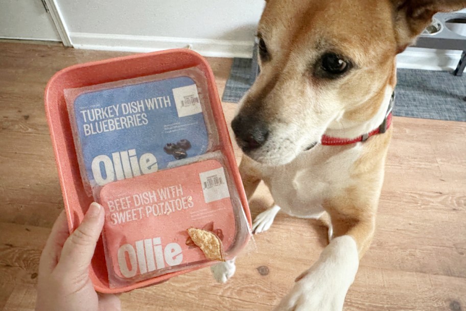 dog sniffing unopened package of food