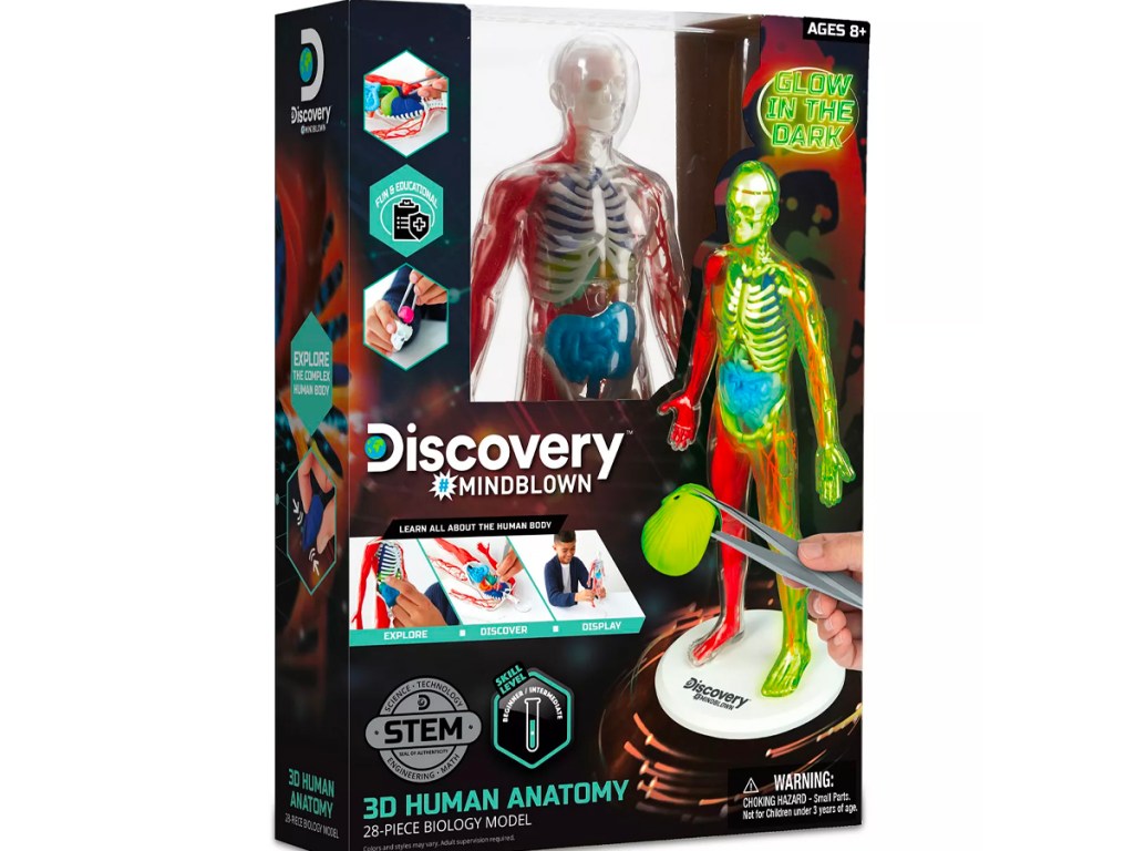 discovery kids 3d human antaomy model kit