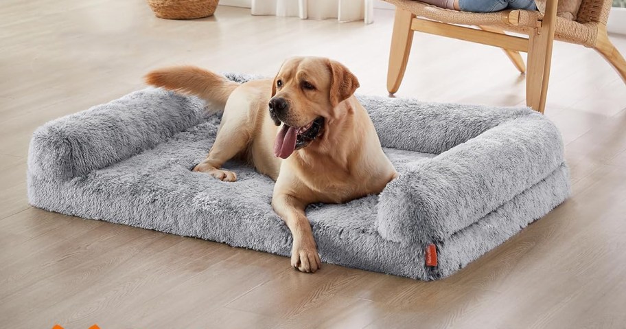 large labrador dog sitting on a grey dog sofa