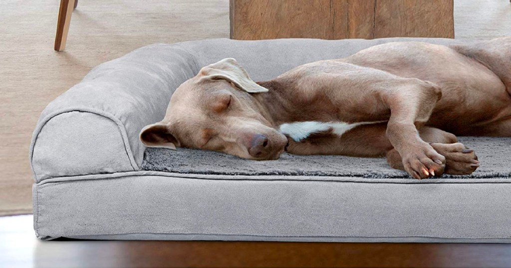 brown dog laying in gray dog bed