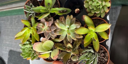 Costa Farms Succulents 11-Pack Just $17.65 on Amazon (Regularly $30)