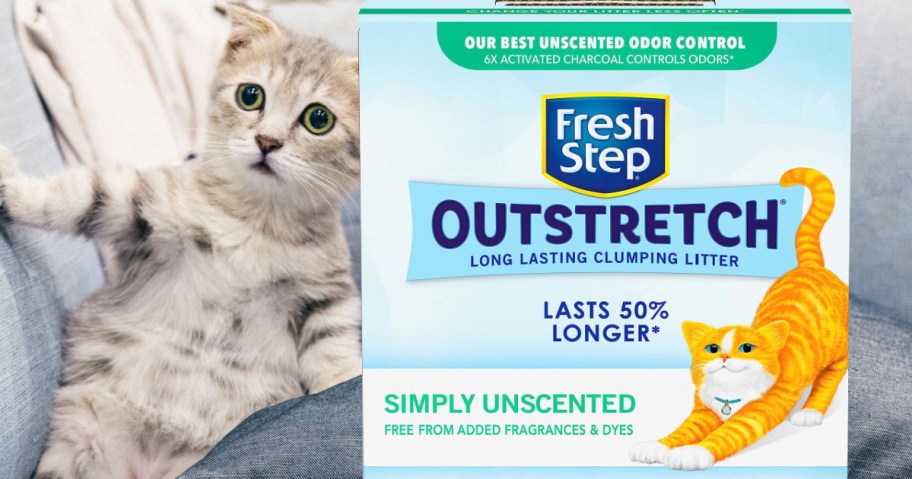 Fresh Step Outstretch Litter next to a kitten