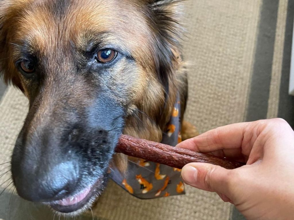 Dog enjoying a PLATO Thinkers Chicken Natural Dog Treats