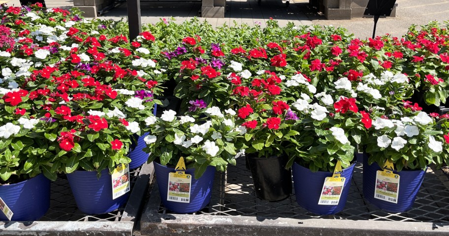 white, red, and purple 2.5-Quart Annuals at Lowe's