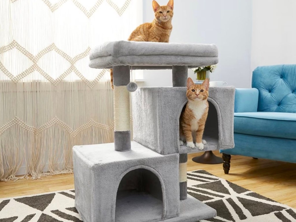 orange cats playing on gray cat tree 