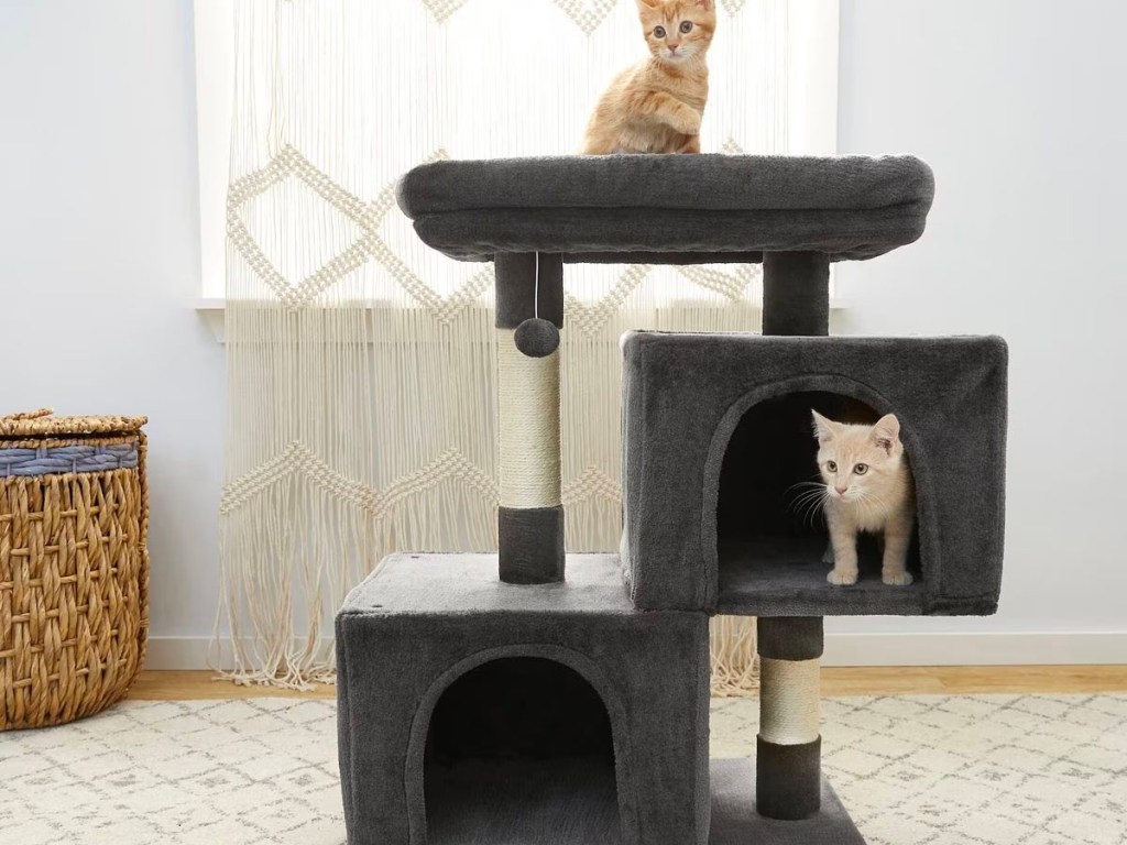 orange cats playing on dark gray cat tree 